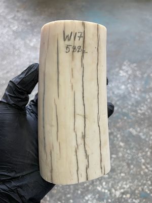 Walrus tusk for scrimshaw knifehandle carving 1.25 lb W17