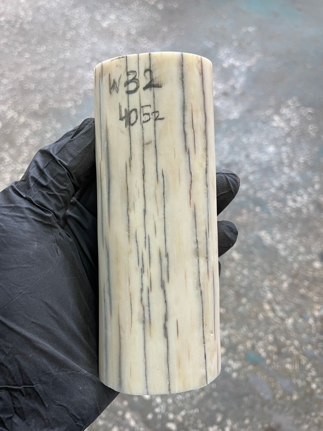 Walrus tusk for scrimshaw knifehandle carving 0.89 lb W32