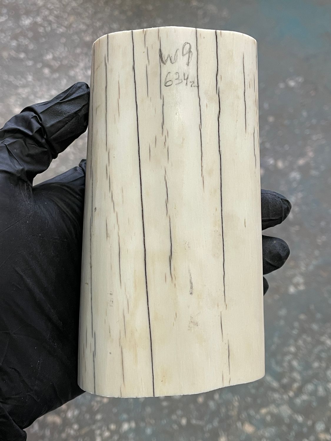 Walrus tusk for scrimshaw knifehandl carving 1.39 lb W9