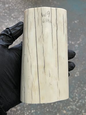 Walrus tusk for scrimshaw knifehandl carving 1.39 lb W9