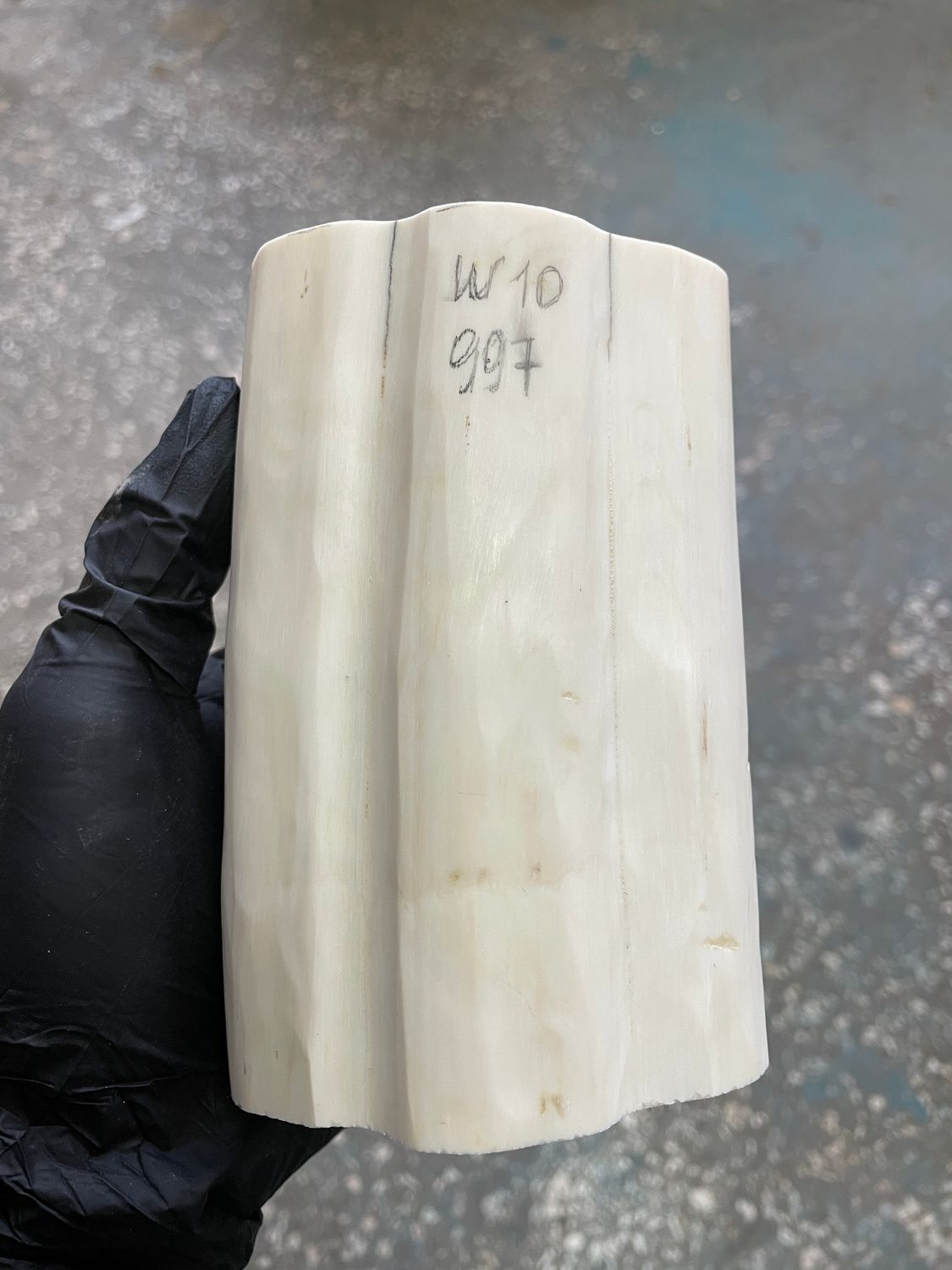 walrus tusk block for scrimshaw carving knife handle material W10