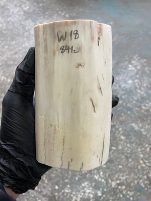 Walrus tusk for scrimshaw knifehandle carving 1.85 lb W18