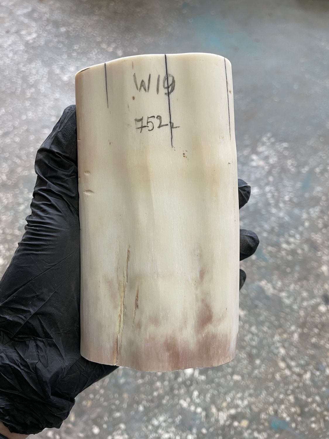 Walrus tusk for scrimshaw knifehandle carving 1.65 lb W19