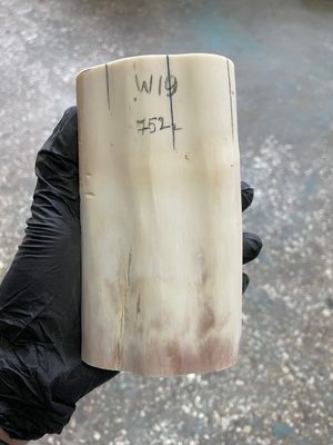 Walrus tusk for scrimshaw knifehandle carving 1.65 lb W19