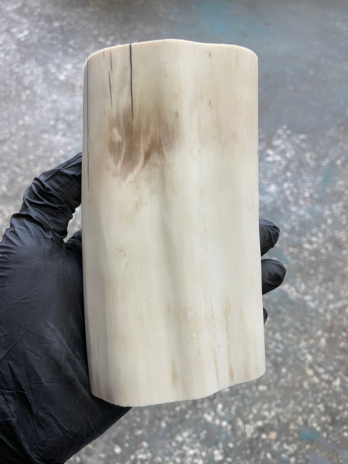 natural walrus tusk block knife handle material fossilusa