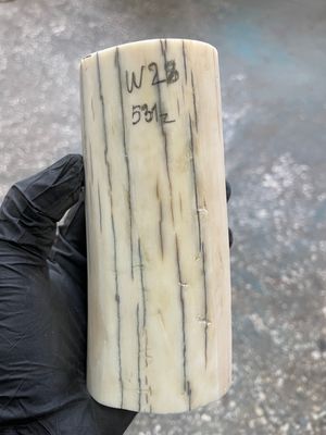 Walrus tusk for scrimshaw knifehandle carving 1.17 lb W28