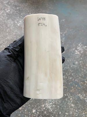 Walrus tusk for scrimshaw knifehandle carving 1.15 lb W11