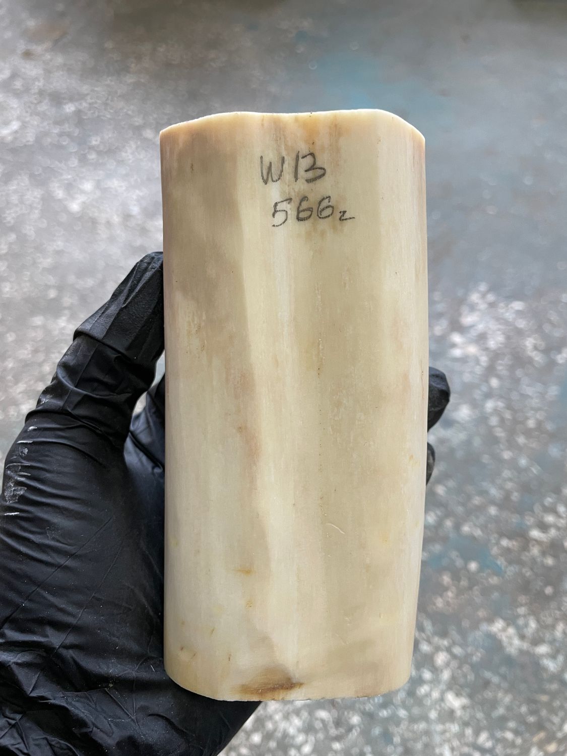 Walrus tusk for scrimshaw knifehandle carving 1.24 lb W13