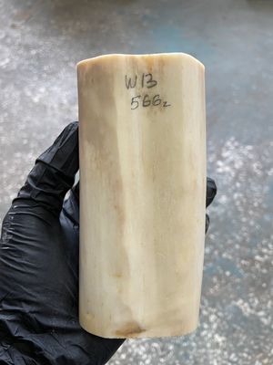 Walrus tusk for scrimshaw knifehandle carving 1.24 lb W13