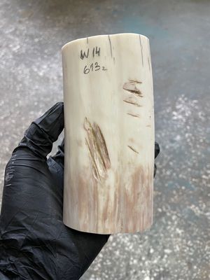 Walrus tusk for scrimshaw knifehandle carving 1.35 lb W14