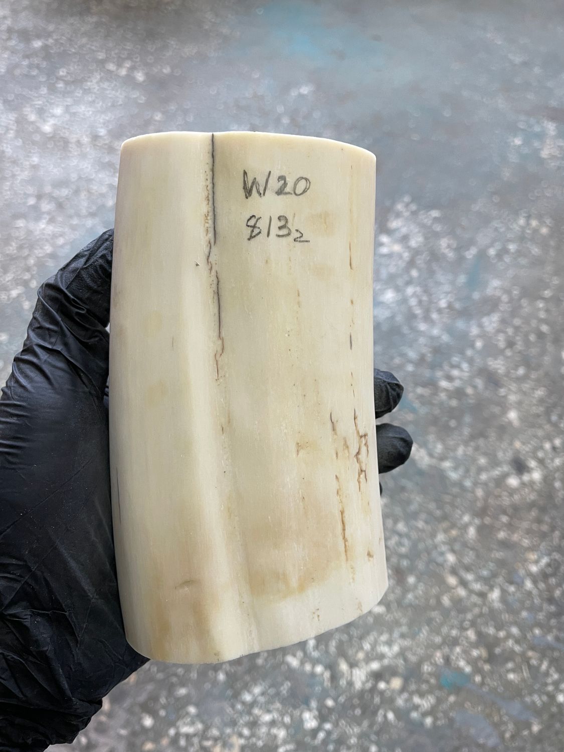 Walrus tusk for scrimshaw knifehandle carving 1.79 lb W20