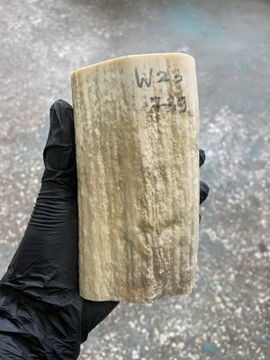 Walrus tusk for scrimshaw knifehandle carving 1.62 lb W23