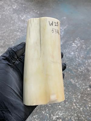 Walrus tusk for scrimshaw knifehandle carving 1.17 lb W25