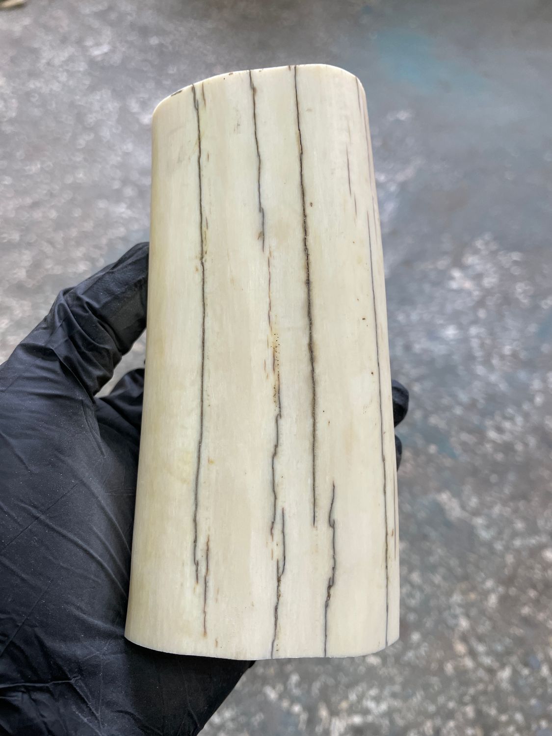 natural walrus tusk block knife handle material fossilusa