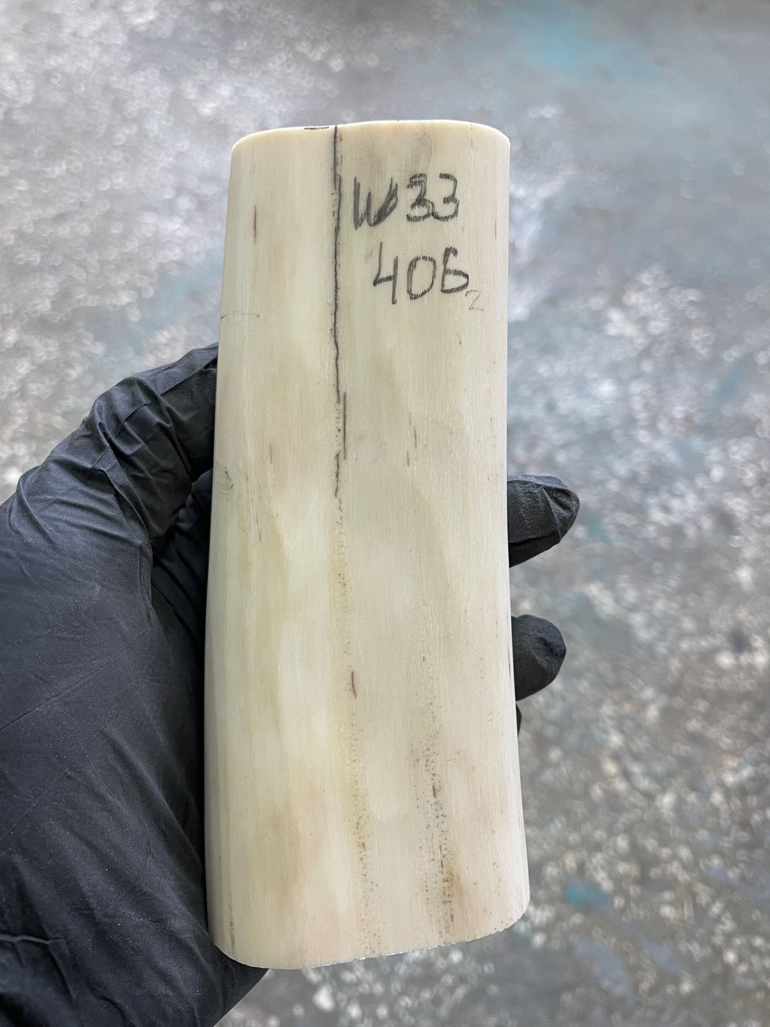 Walrus tusk for scrimshaw knifehandle carving 0.89 lb W33