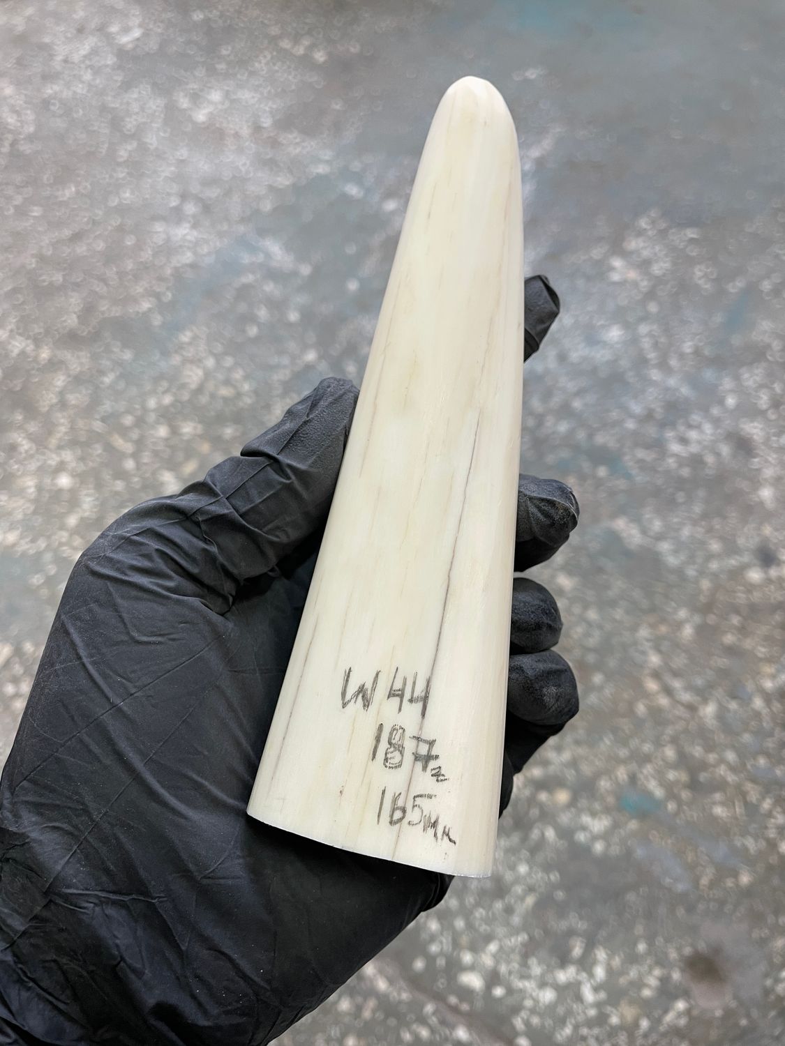 Walrus tusk for scrimshaw knifehandle carving 0.41 lb W44