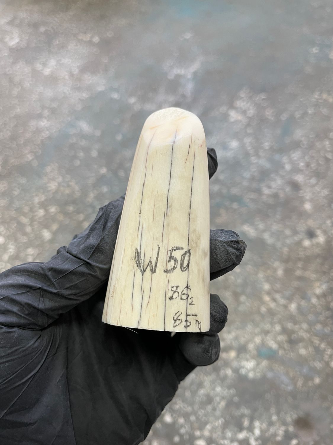 Walrus tusk for scrimshaw knifehandle carving 0.18 lb W50