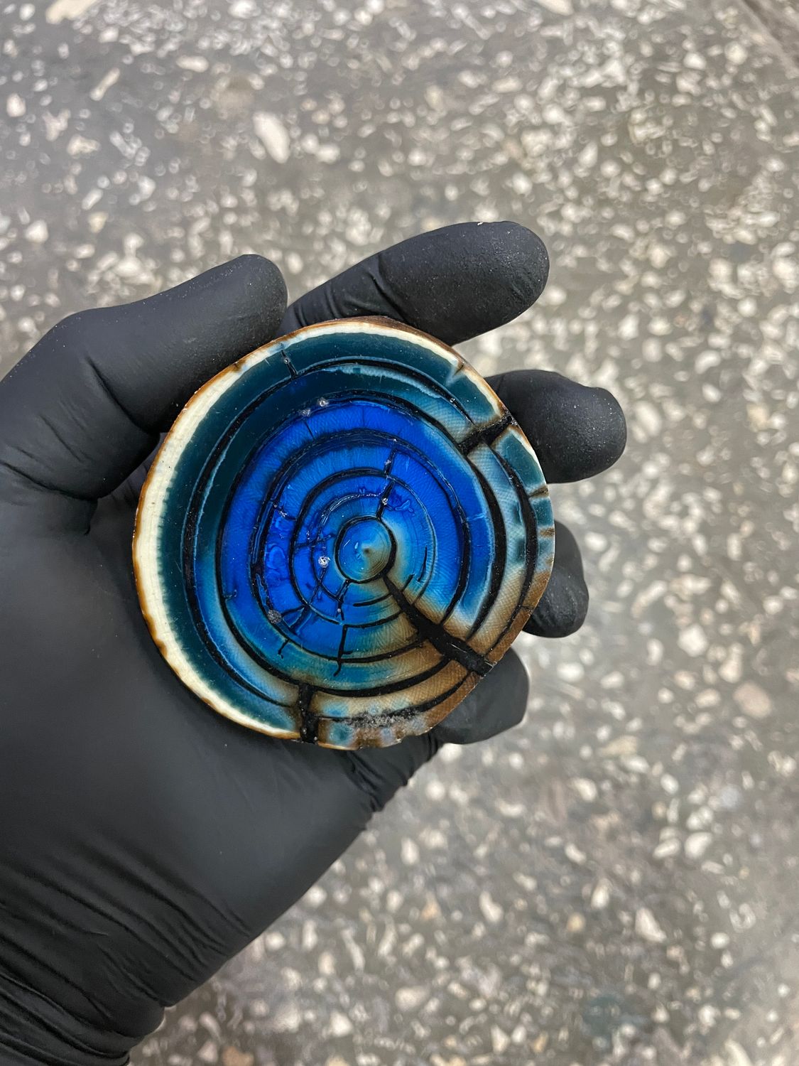 Mammoth tusk disk cross cut MTD27