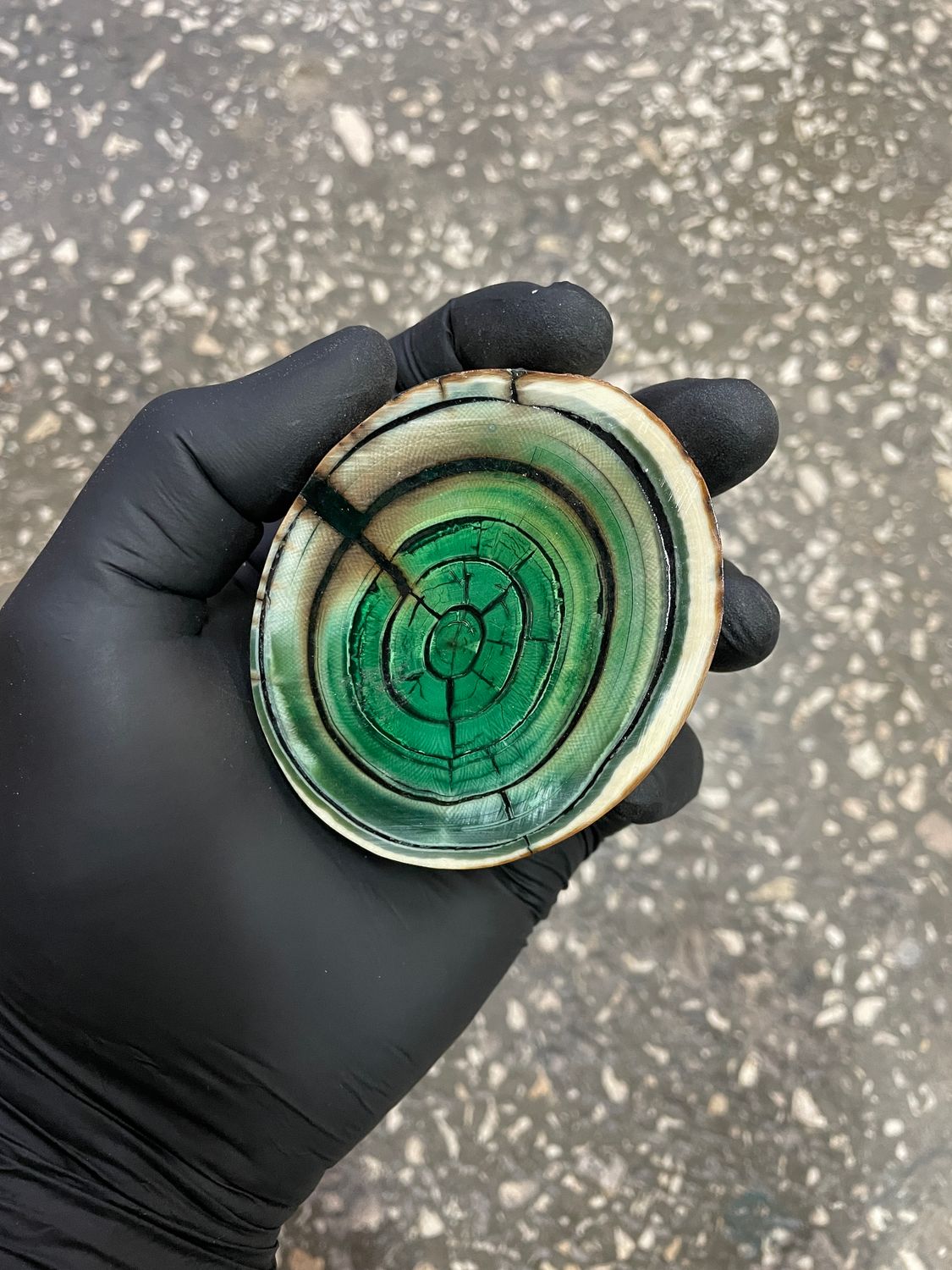 Mammoth tusk disk cross cut MTD29