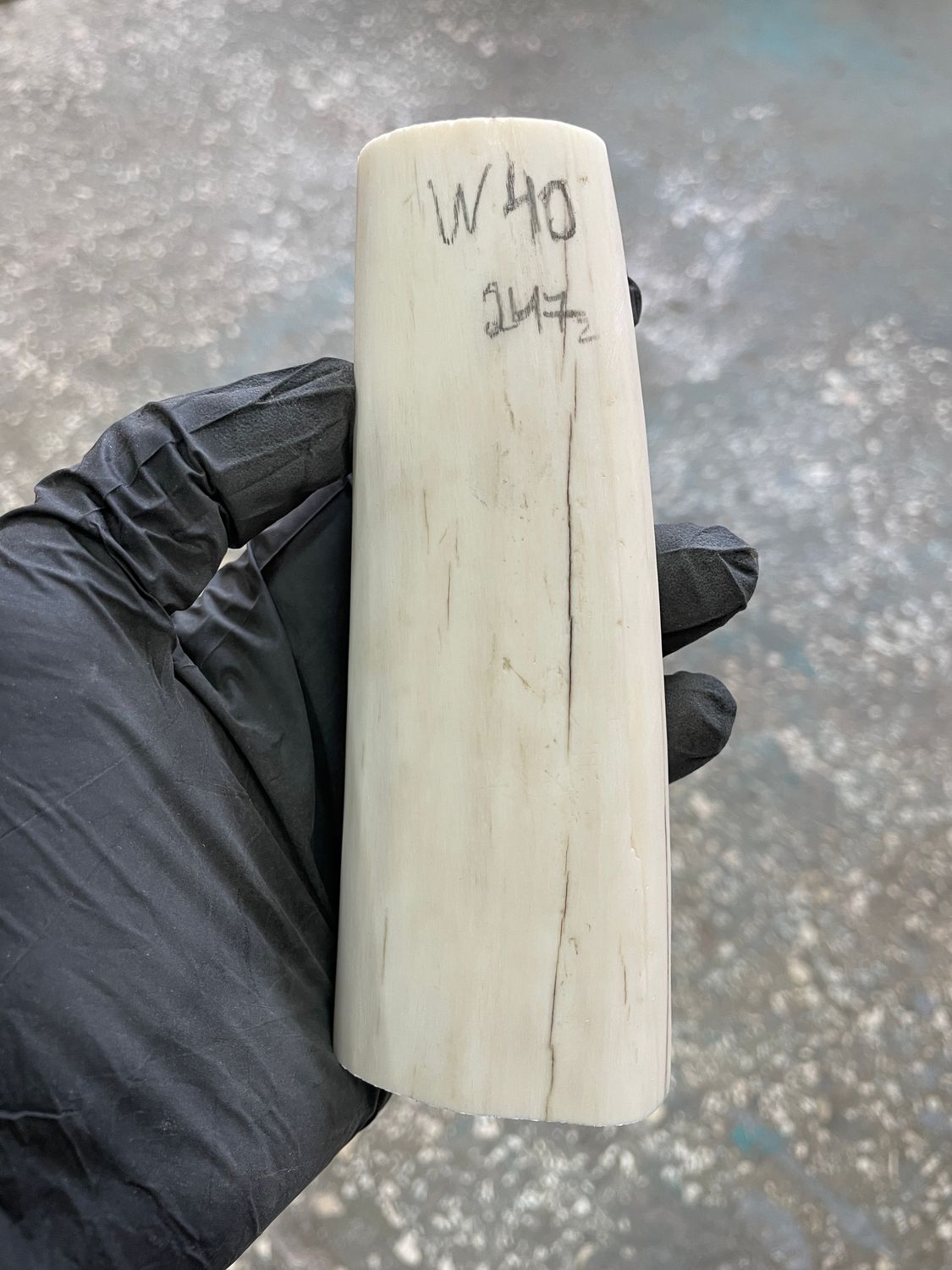 Walrus tusk for scrimshaw knifehandle carving 0.54 lb W40