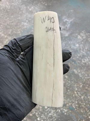 Walrus tusk for scrimshaw knifehandle carving 0.54 lb W40