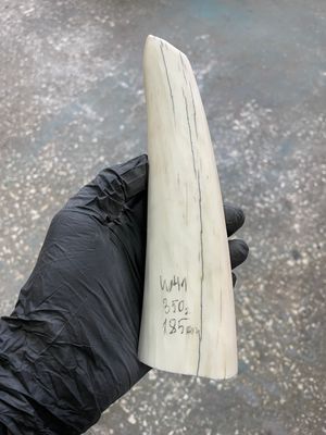 Walrus tusk for scrimshaw knifehandle carving 0.77 lb W41