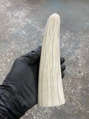 natural walrus tusk block knife handle material 