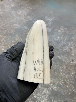 Walrus tusk for scrimshaw knifehandle carving 0.88 lb W46