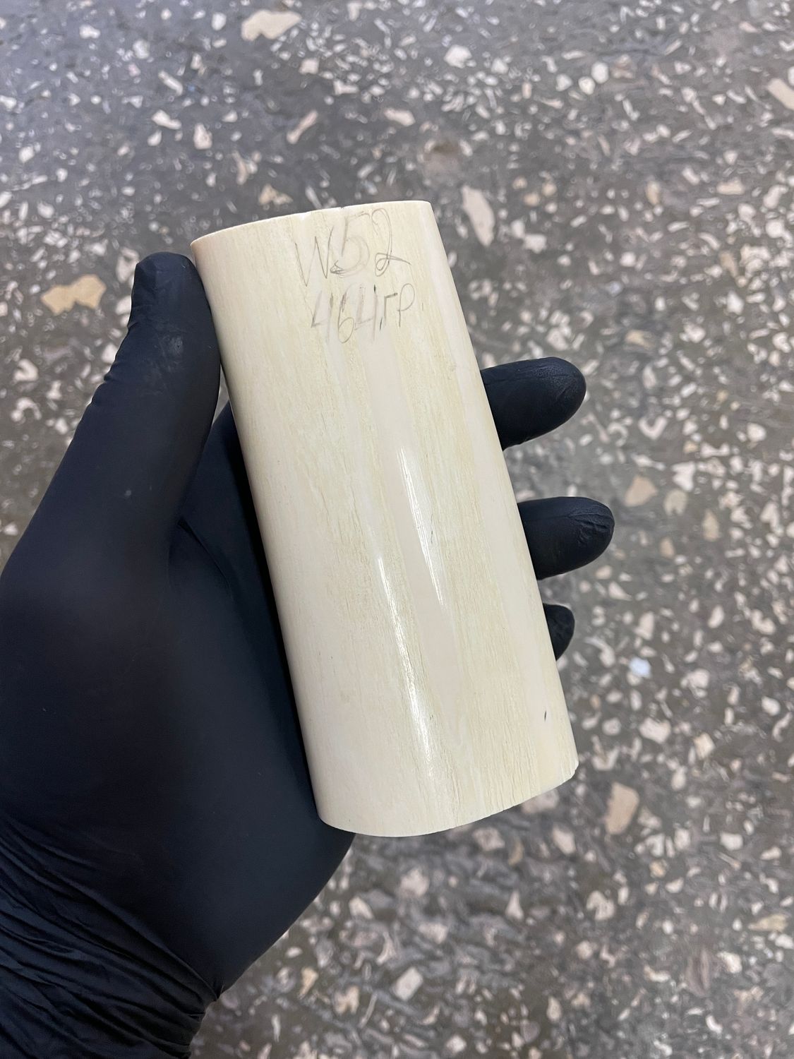 walrus tusk block for scrimshaw carving knife handle material W52