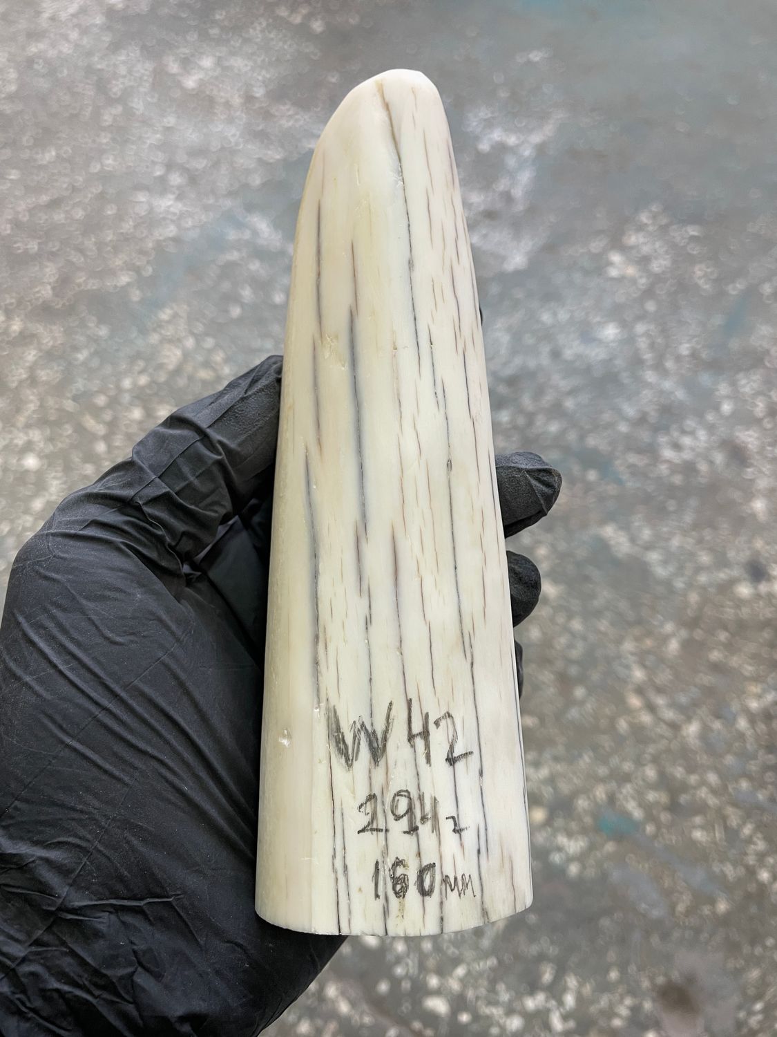 Walrus tusk for scrimshaw knifehandle carving 0.64 lb W42