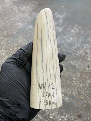 Walrus tusk for scrimshaw knifehandle carving 0.64 lb W42