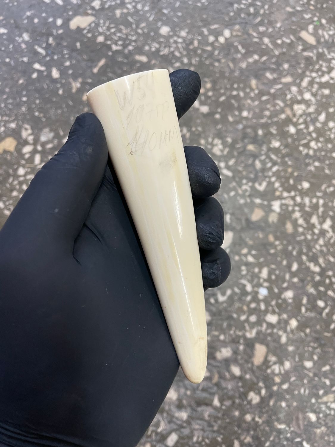 Walrus tusk for scrimshaw knifehandle carving 0.23 lb W54