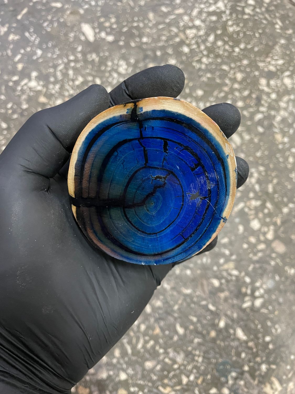 Mammoth tusk disk cross cut MTD21