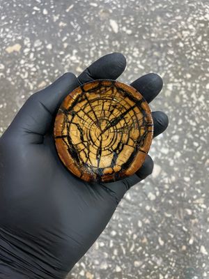 Mammoth tusk disk cross cut MTD22