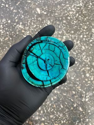 Mammoth tusk disk cross cut MTD23