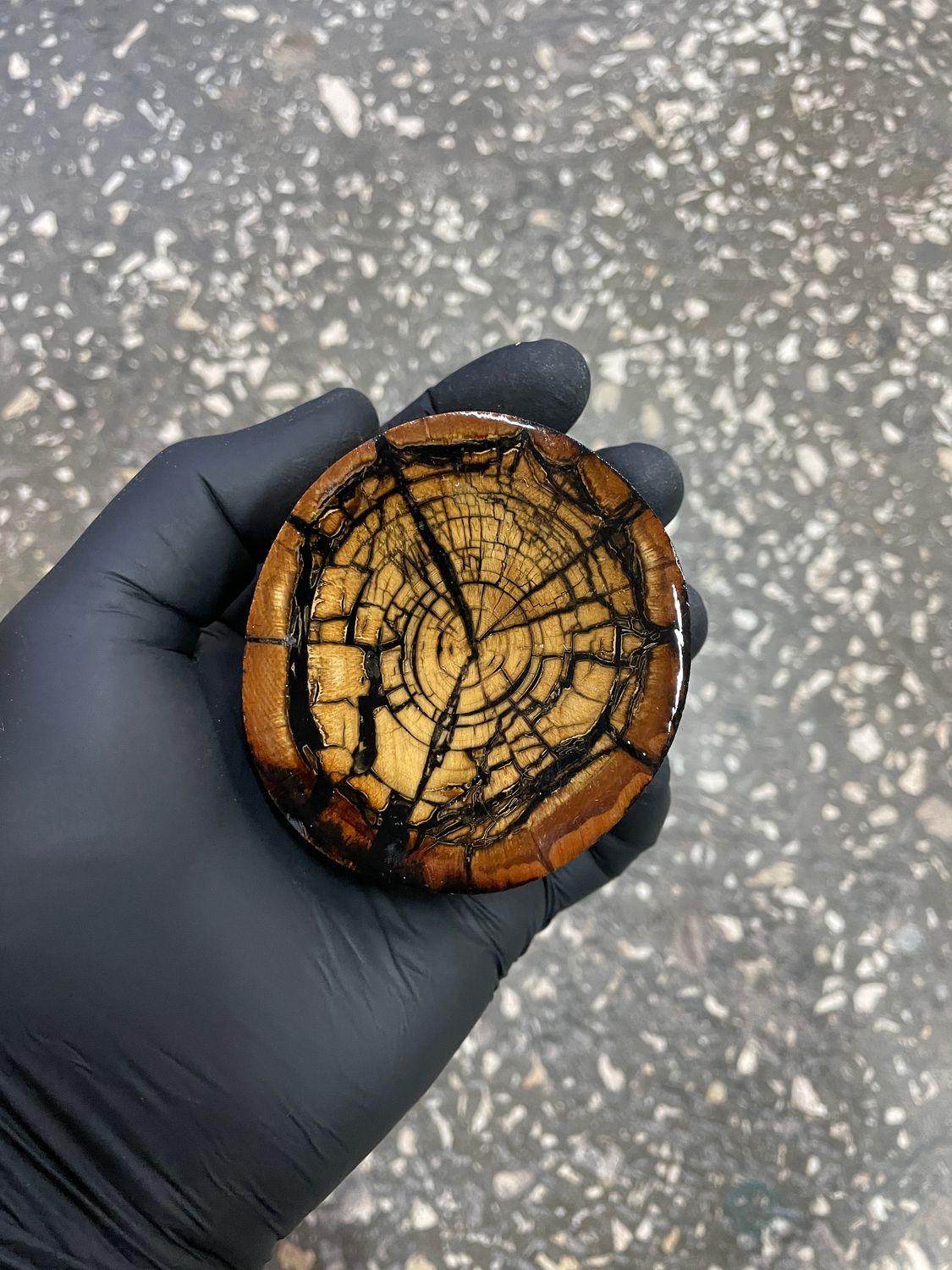 Stabilized mammoth tusk disk fossil ivory cross cut for knife making MTD24