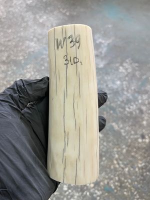 Walrus tusk for scrimshaw knifehandle carving 0.68 lb W39