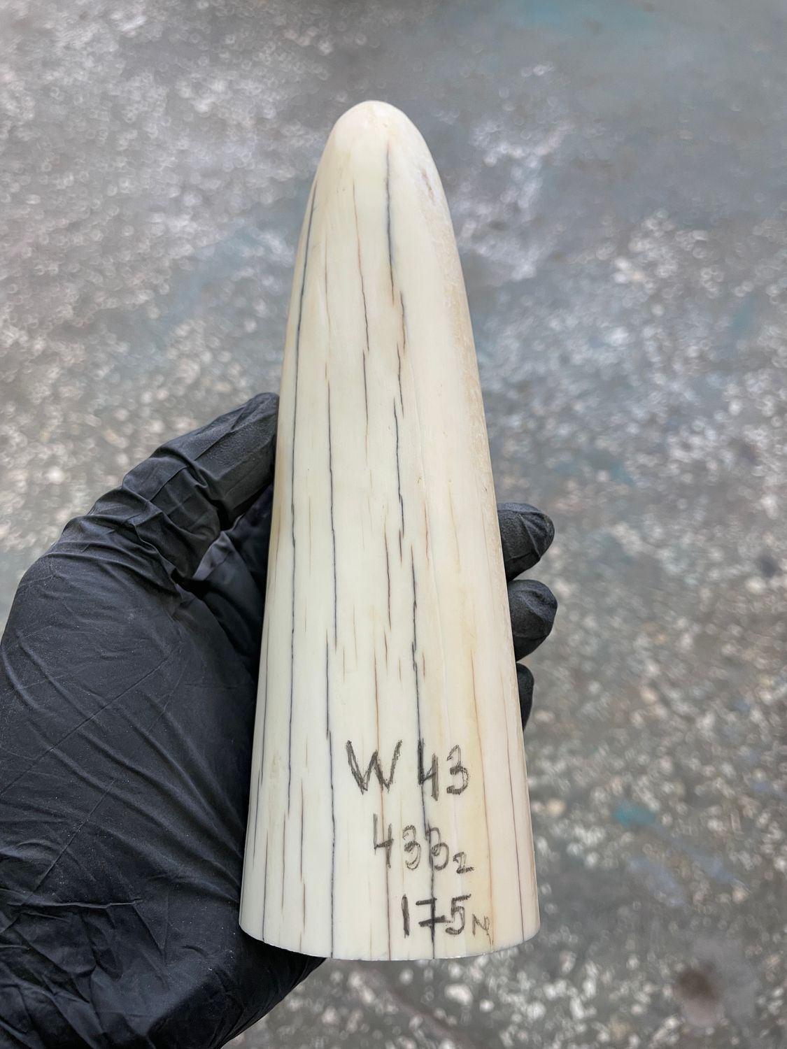 Walrus tusk for scrimshaw knifehandle carving 0.95 lb W43
