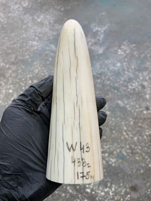Walrus tusk for scrimshaw knifehandle carving 0.95 lb W43