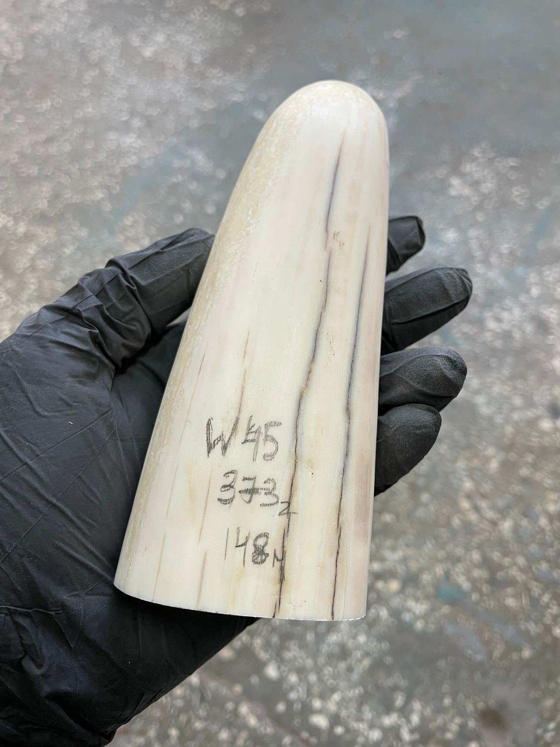 walrus tusk block for scrimshaw carving knife handle material W45