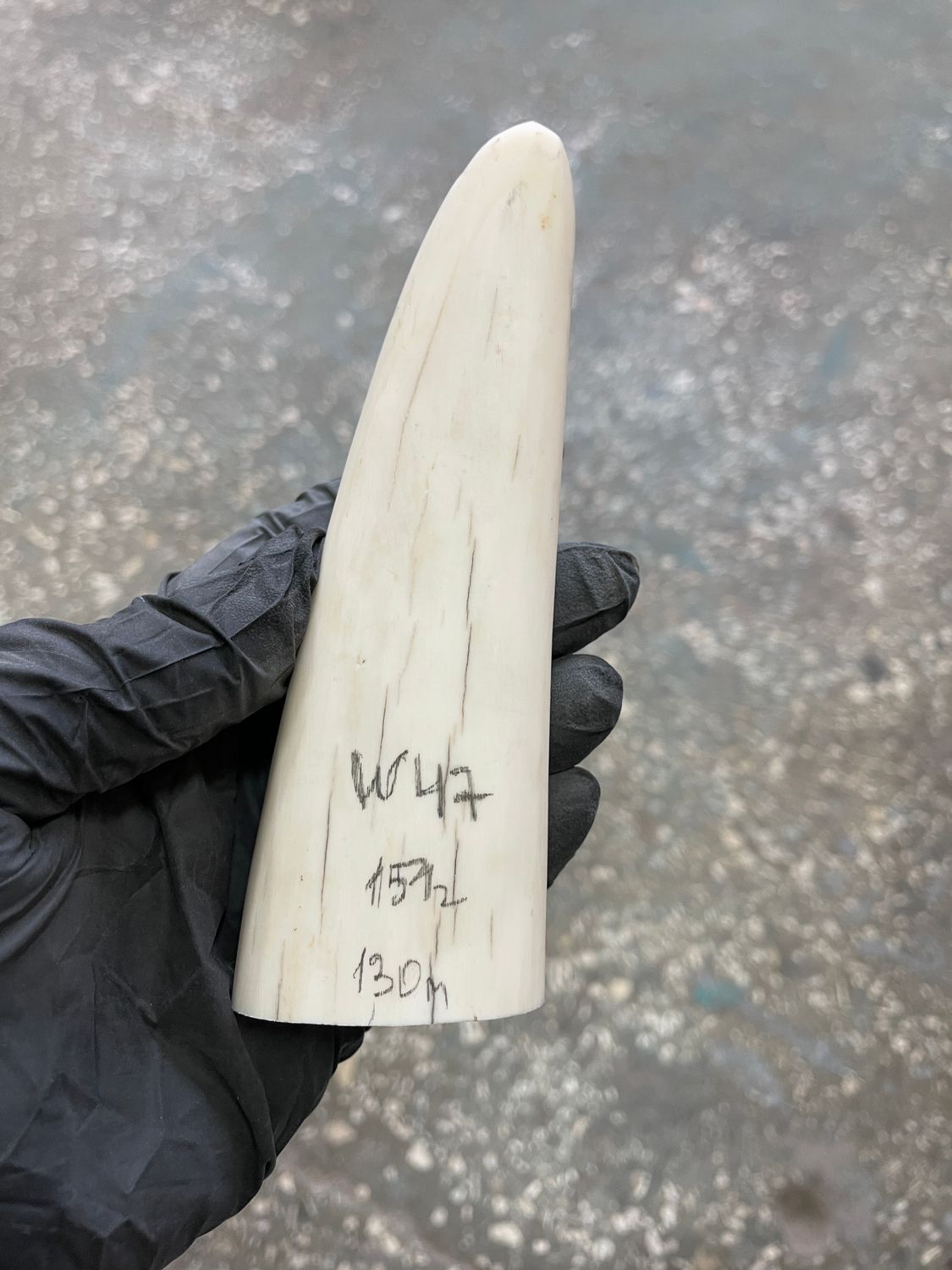 Walrus tusk for scrimshaw knifehandle carving 0.33 lb W47