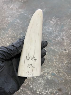 Walrus tusk for scrimshaw knifehandle carving 0.33 lb W47
