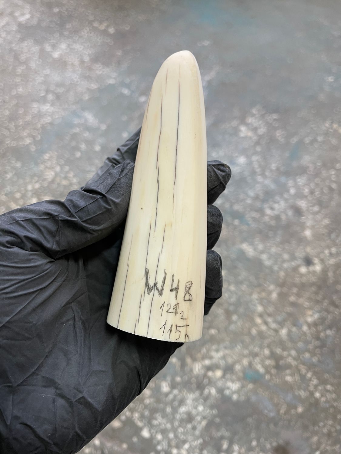 walrus tusk block for scrimshaw carving knife handle material W48