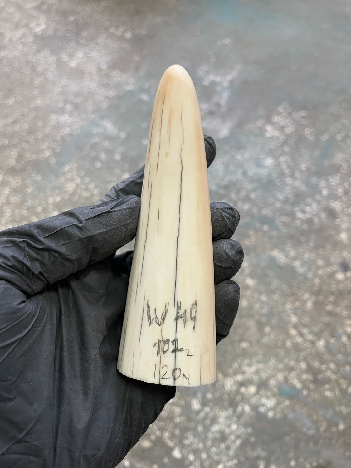 Walrus tusk for scrimshaw knifehandle carving 0.22 lb W49