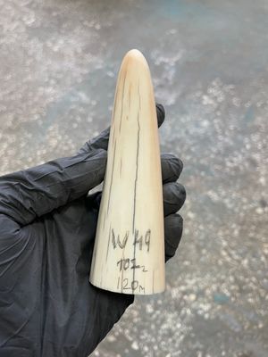 Walrus tusk for scrimshaw knifehandle carving 0.22 lb W49