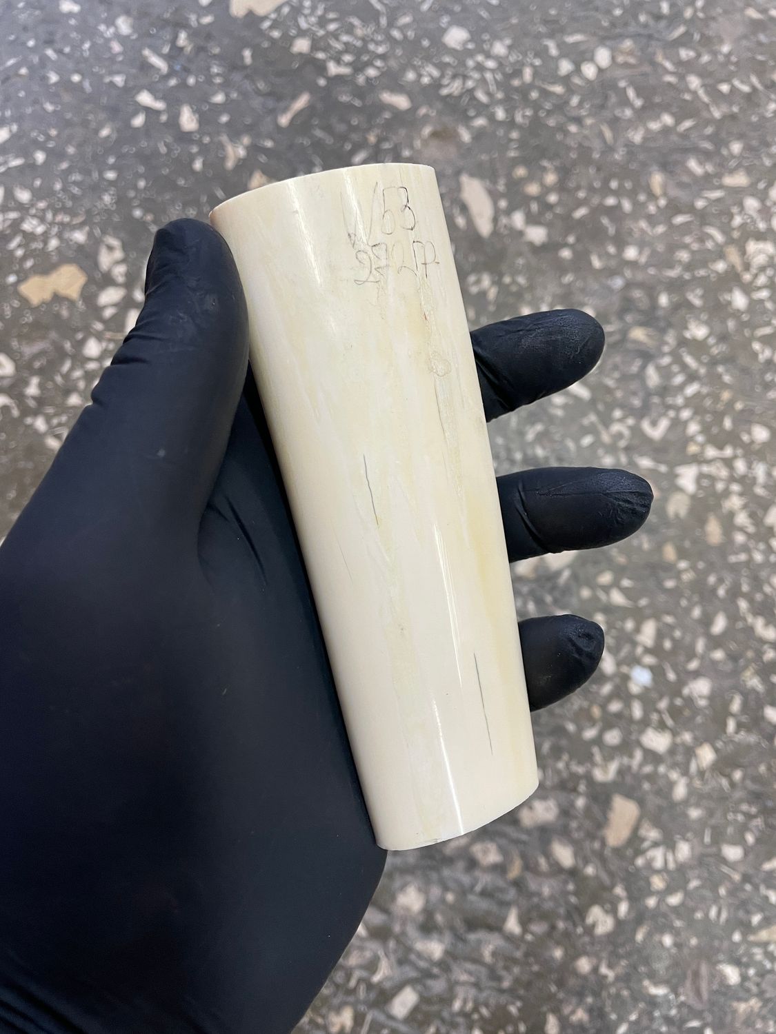 Walrus tusk for scrimshaw knifehandle carving 0.59 lb W53