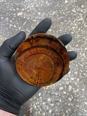 Mammoth tusk disk cross cut MTD17