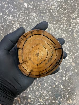 Mammoth tusk disk cross cut MTD18