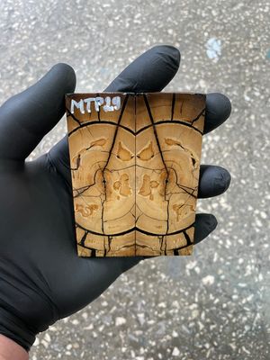 Mammoth tusk scales 3.54-1.18-0.27 inch MTP29