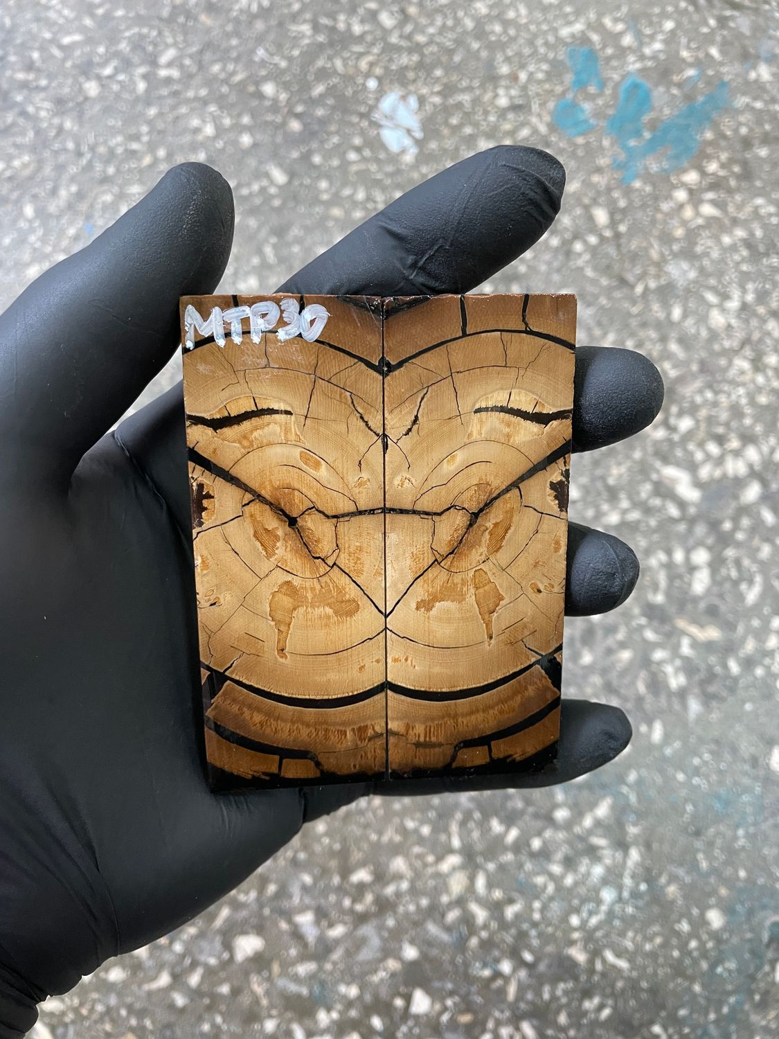 Mammoth tusk scales 3.54-1.18-0.27 inch MTP30